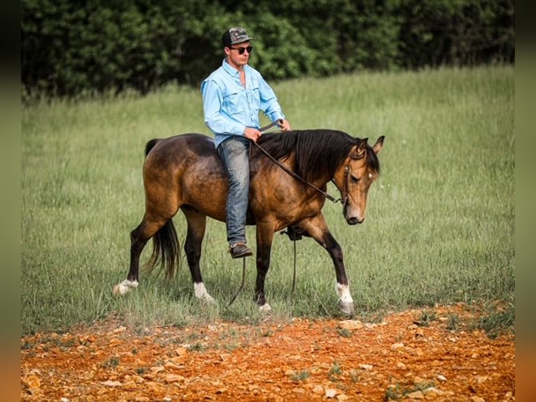 Poni cuarto de milla Caballo castrado 11 años 137 cm Buckskin/Bayo in Santa Fe, TN