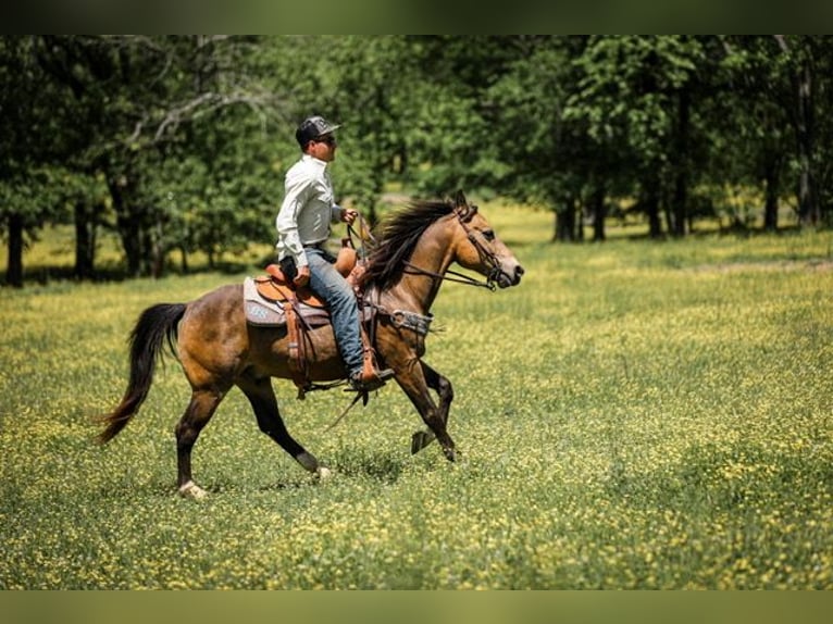 Poni cuarto de milla Caballo castrado 11 años 137 cm Buckskin/Bayo in Santa Fe, TN