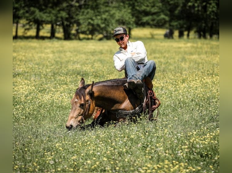 Poni cuarto de milla Caballo castrado 11 años 137 cm Buckskin/Bayo in Santa Fe, TN