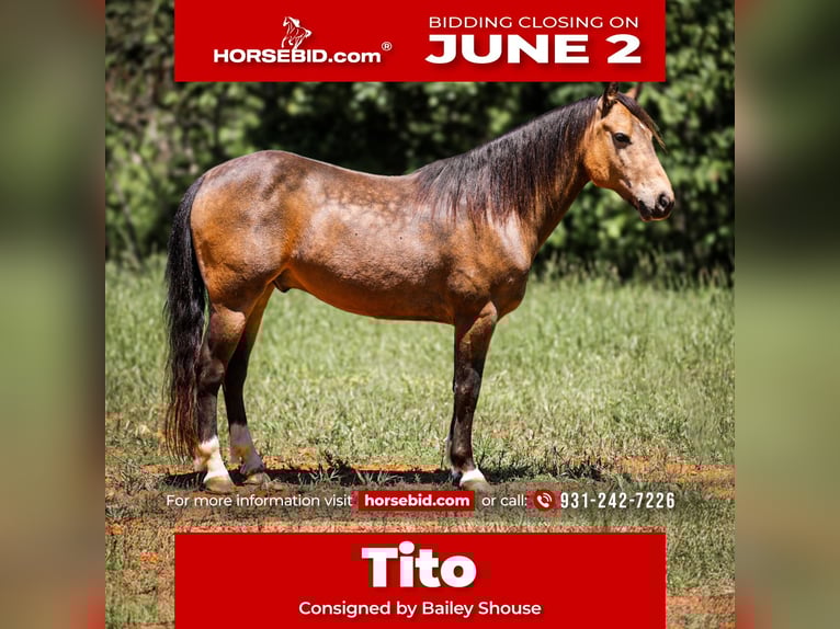 Poni cuarto de milla Caballo castrado 11 años 137 cm Buckskin/Bayo in Santa Fe, TN