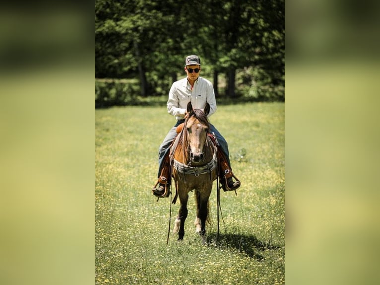 Poni cuarto de milla Caballo castrado 11 años 137 cm Buckskin/Bayo in Santa Fe, TN