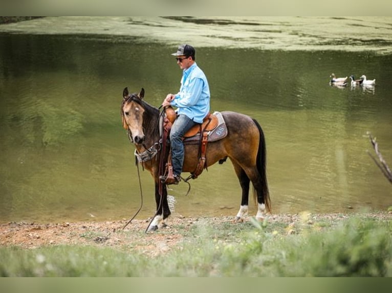 Poni cuarto de milla Caballo castrado 11 años 137 cm Buckskin/Bayo in Santa Fe, TN