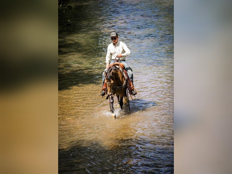 Poni cuarto de milla Caballo castrado 11 años 137 cm Buckskin/Bayo in Santa Fe, TN