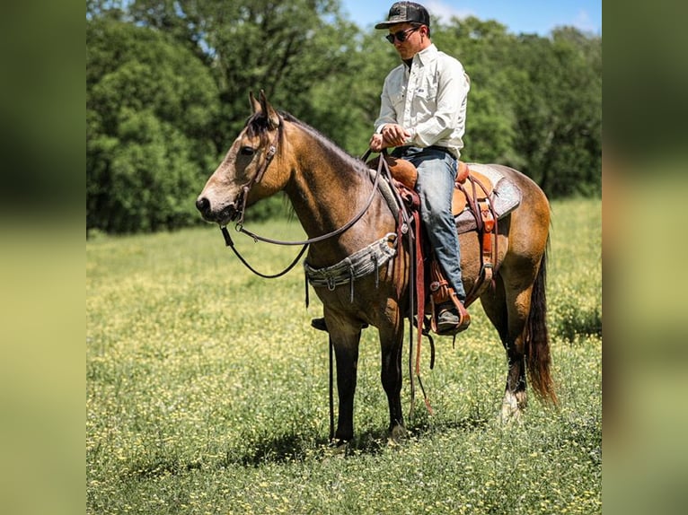 Poni cuarto de milla Caballo castrado 11 años 137 cm Buckskin/Bayo in Santa Fe, TN