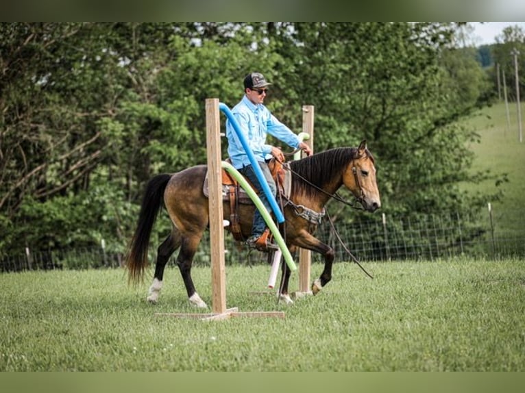 Poni cuarto de milla Caballo castrado 11 años 137 cm Buckskin/Bayo in Santa Fe, TN