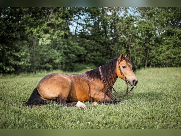 Poni cuarto de milla Caballo castrado 11 años 137 cm Buckskin/Bayo in Santa Fe, TN