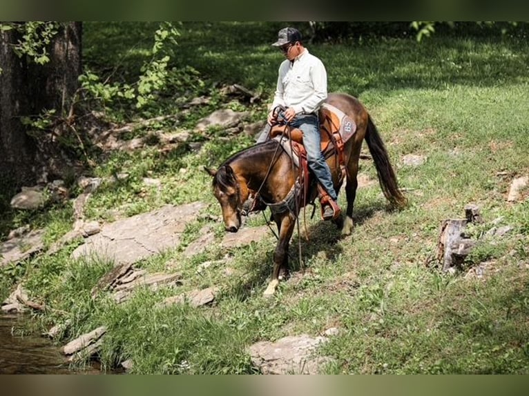 Poni cuarto de milla Caballo castrado 11 años 137 cm Buckskin/Bayo in Santa Fe, TN