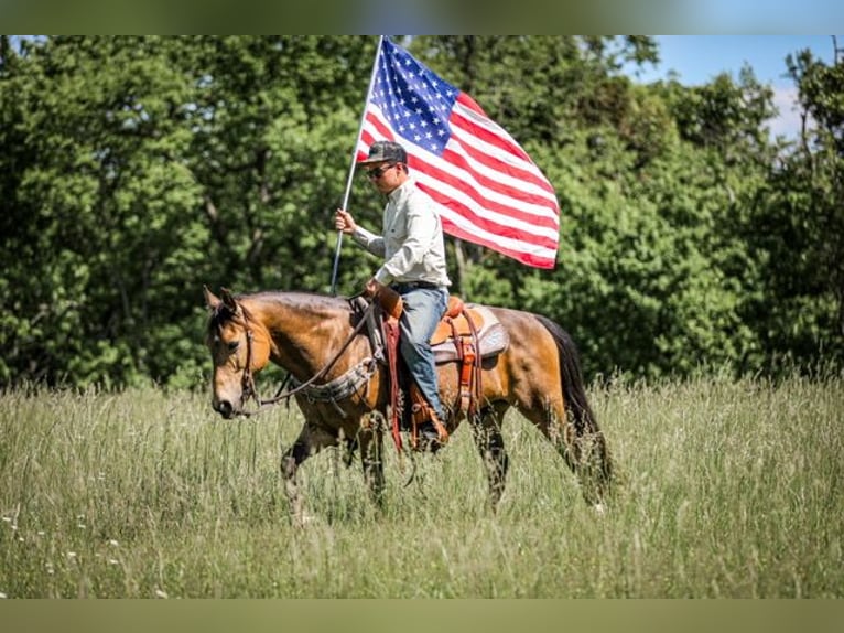 Poni cuarto de milla Caballo castrado 11 años 137 cm Buckskin/Bayo in Santa Fe, TN