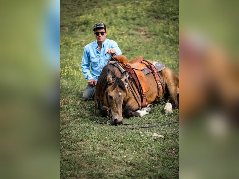 Poni cuarto de milla Caballo castrado 11 años 137 cm Buckskin/Bayo in Santa Fe, TN