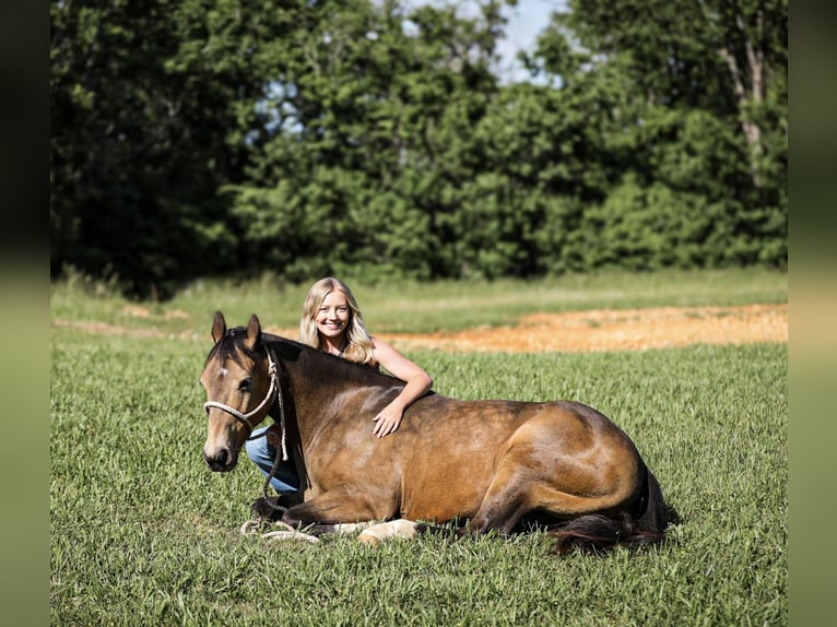 Poni cuarto de milla Caballo castrado 11 años 137 cm Buckskin/Bayo in Santa Fe, TN