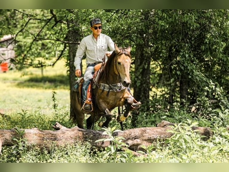Poni cuarto de milla Caballo castrado 11 años 137 cm Buckskin/Bayo in Santa Fe, TN