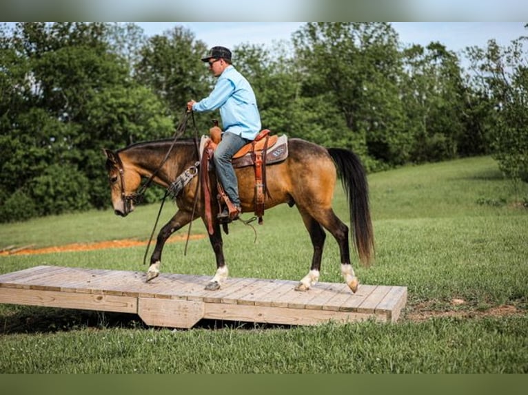 Poni cuarto de milla Caballo castrado 11 años 137 cm Buckskin/Bayo in Santa Fe, TN