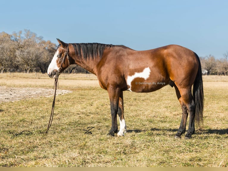 Poni cuarto de milla Caballo castrado 11 años 140 cm Castaño rojizo in Grand Island