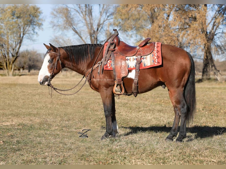 Poni cuarto de milla Caballo castrado 11 años 140 cm Castaño rojizo in Grand Island