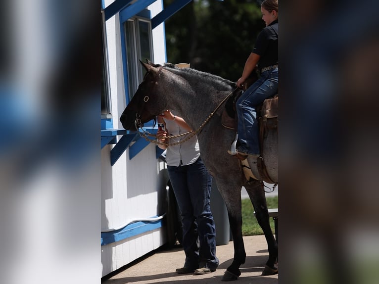 Poni cuarto de milla Caballo castrado 11 años 142 cm Ruano azulado in Joshua