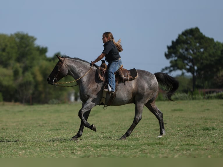 Poni cuarto de milla Caballo castrado 11 años 142 cm Ruano azulado in Joshua