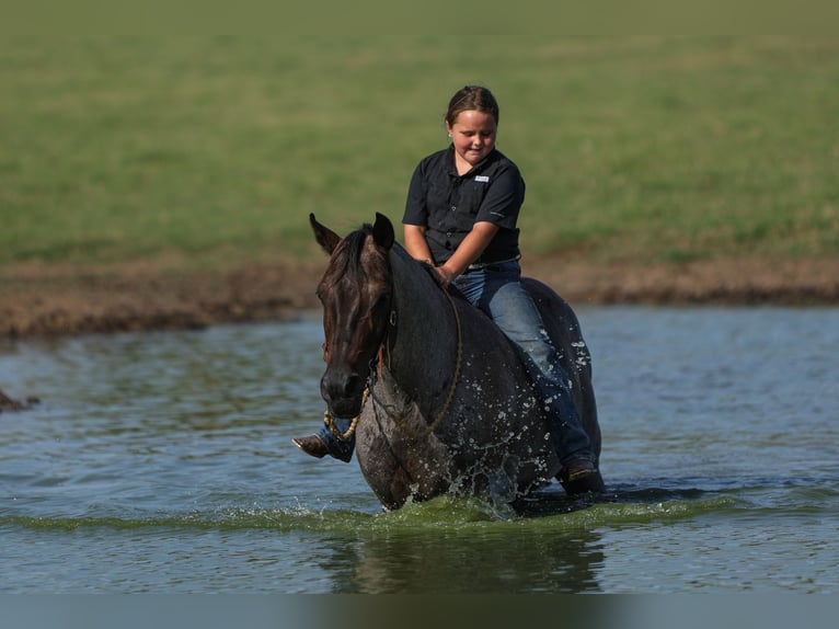 Poni cuarto de milla Caballo castrado 11 años 142 cm Ruano azulado in Joshua