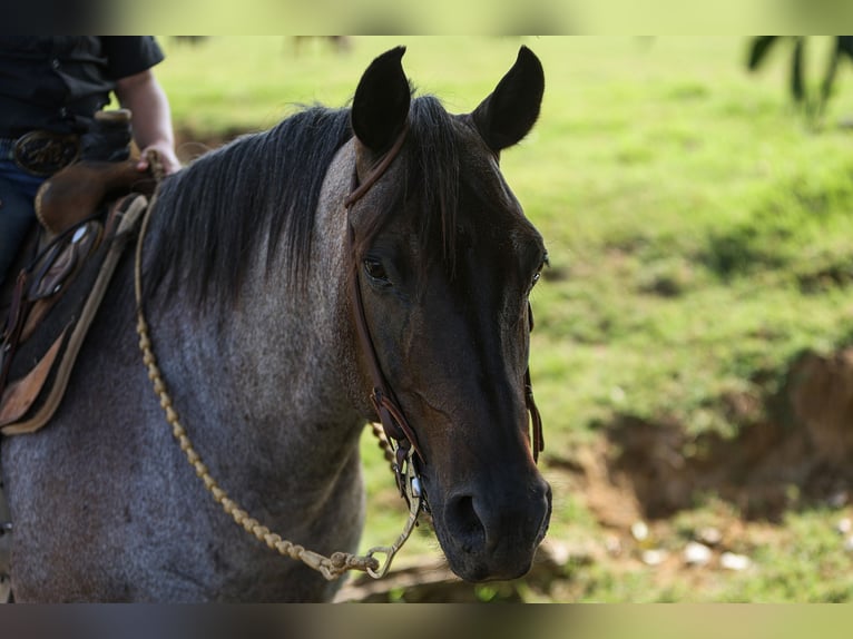 Poni cuarto de milla Caballo castrado 11 años 142 cm Ruano azulado in Joshua