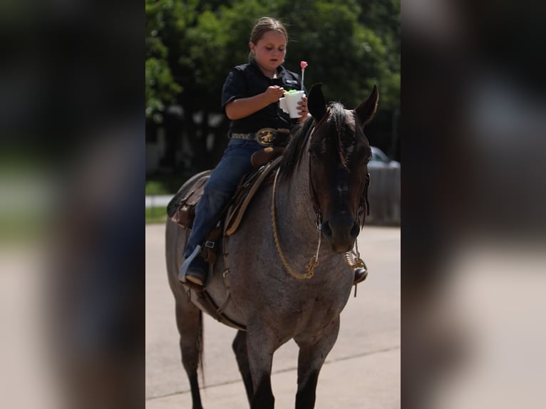 Poni cuarto de milla Caballo castrado 11 años 142 cm Ruano azulado in Joshua