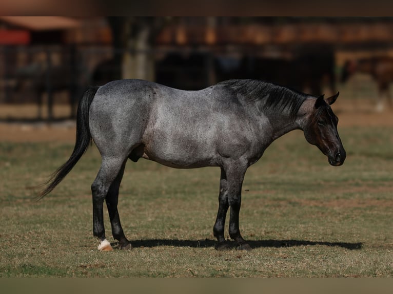 Poni cuarto de milla Caballo castrado 11 años 142 cm Ruano azulado in Joshua