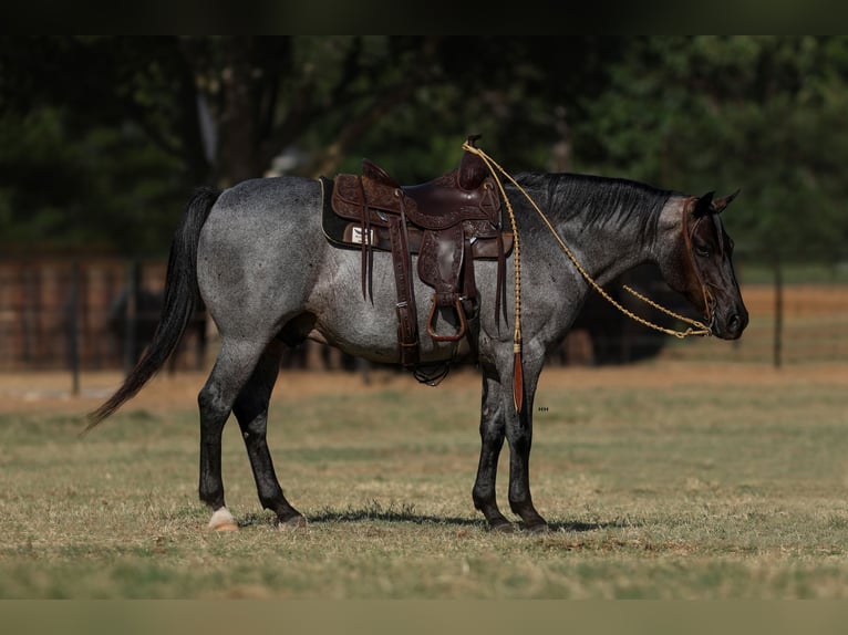 Poni cuarto de milla Caballo castrado 11 años 142 cm Ruano azulado in Joshua