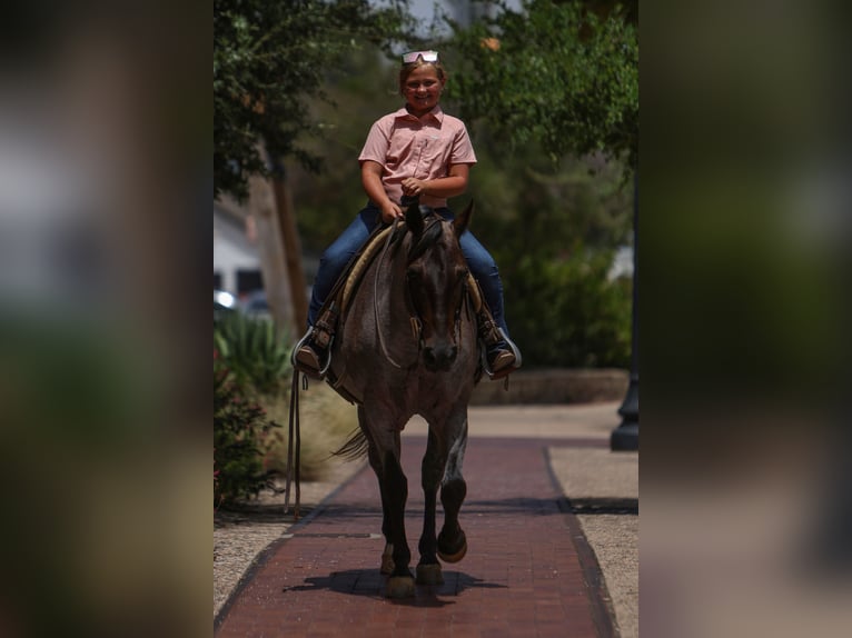 Poni cuarto de milla Caballo castrado 11 años 142 cm Ruano azulado in Joshua