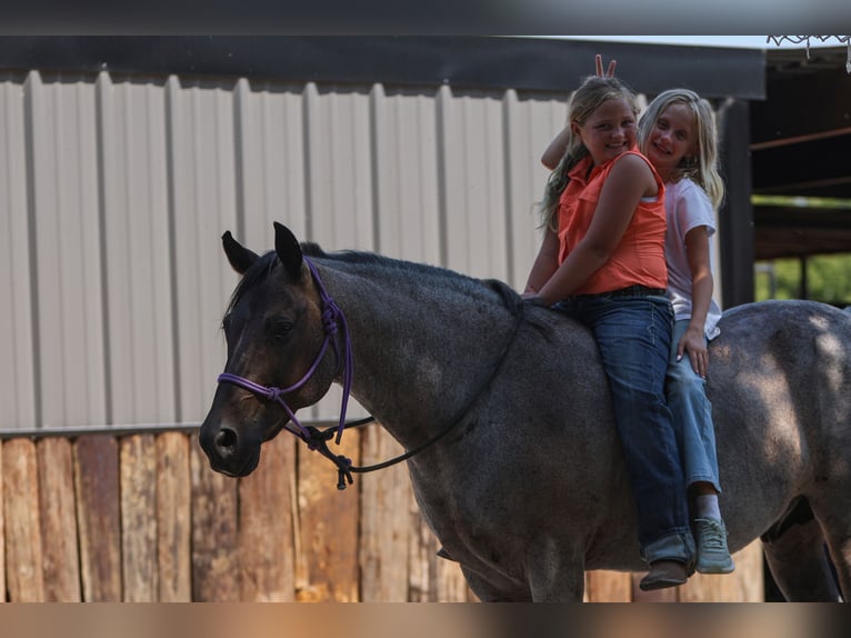 Poni cuarto de milla Caballo castrado 11 años 142 cm Ruano azulado in Joshua