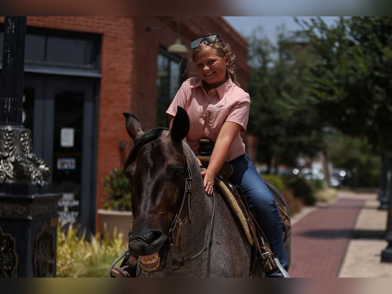 Poni cuarto de milla Caballo castrado 11 años 142 cm Ruano azulado in Joshua