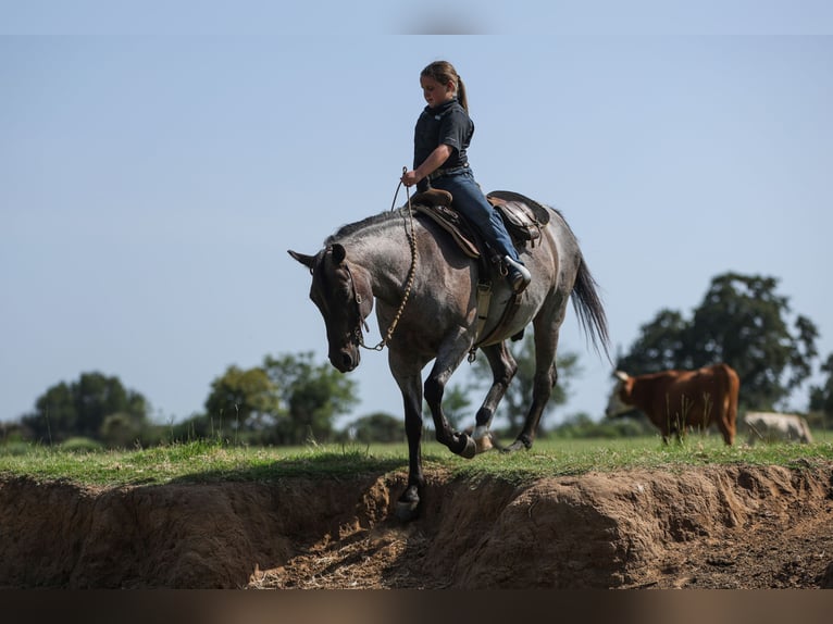 Poni cuarto de milla Caballo castrado 11 años 142 cm Ruano azulado in Joshua