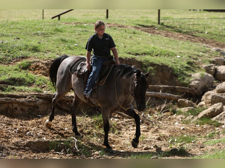 Poni cuarto de milla Caballo castrado 11 años 142 cm Ruano azulado in Joshua