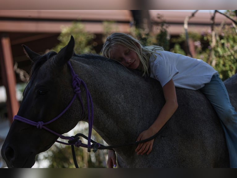 Poni cuarto de milla Caballo castrado 11 años 142 cm Ruano azulado in Joshua