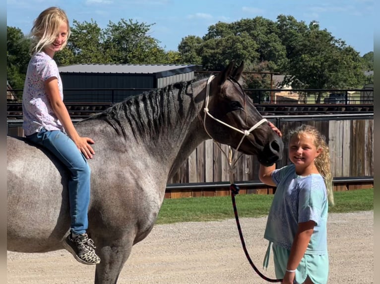 Poni cuarto de milla Caballo castrado 11 años 142 cm Ruano azulado in Joshua