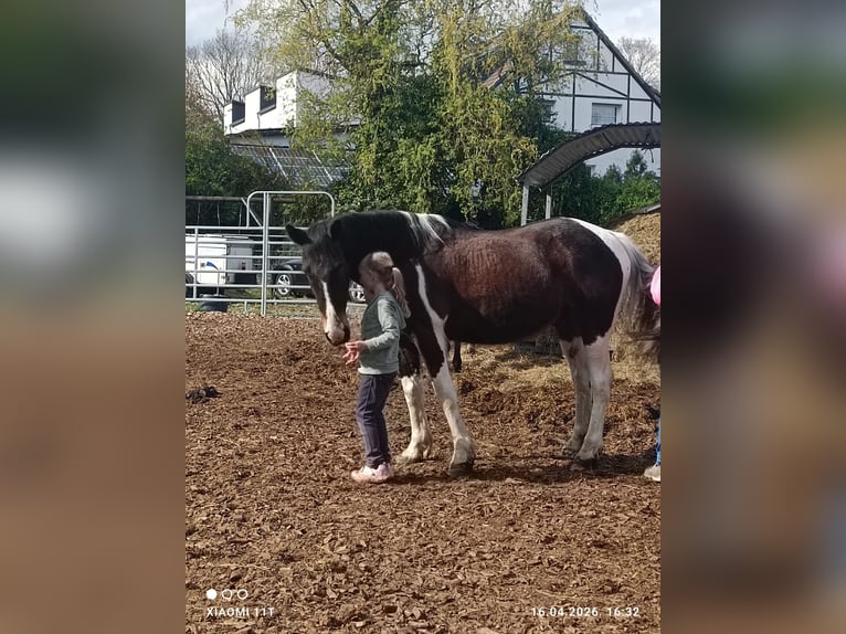 Poni cuarto de milla Mestizo Caballo castrado 11 años 147 cm Pío in IserlohnIserlohn