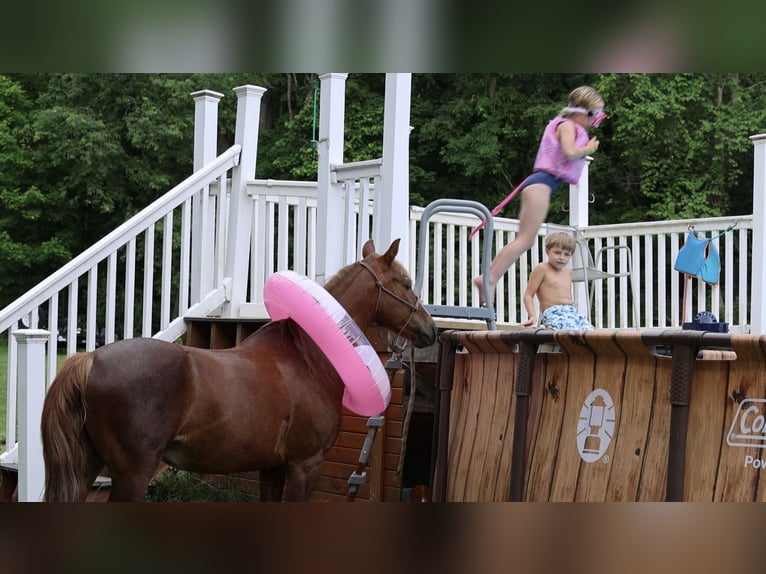 Poni cuarto de milla Caballo castrado 11 años Alazán-tostado in North Bloomfield