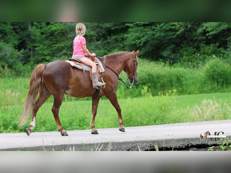 Poni cuarto de milla Caballo castrado 11 años Alazán-tostado in North Bloomfield
