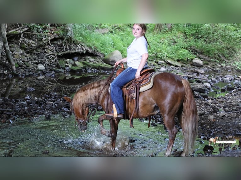 Poni cuarto de milla Caballo castrado 11 años Alazán-tostado in North Bloomfield