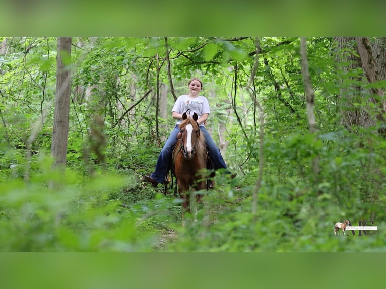 Poni cuarto de milla Caballo castrado 11 años Alazán-tostado in North Bloomfield