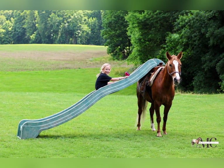 Poni cuarto de milla Caballo castrado 11 años Alazán-tostado in North Bloomfield