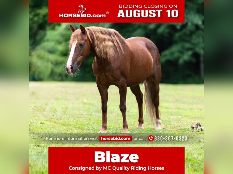 Poni cuarto de milla Caballo castrado 11 años Alazán-tostado in North Bloomfield