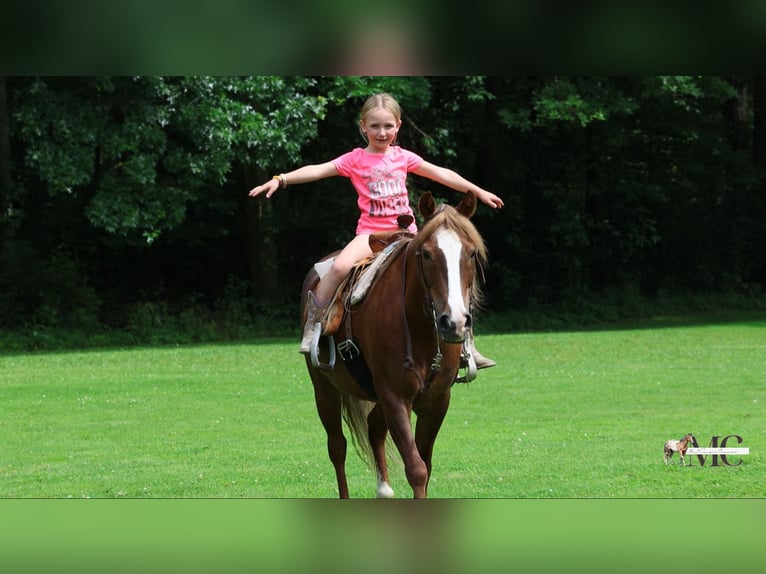 Poni cuarto de milla Caballo castrado 11 años Alazán-tostado in North Bloomfield