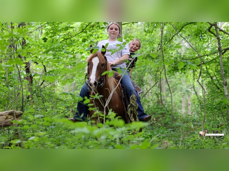 Poni cuarto de milla Caballo castrado 11 años Alazán-tostado in North Bloomfield