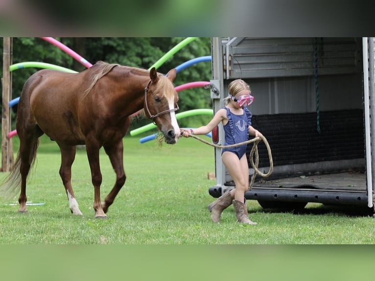 Poni cuarto de milla Caballo castrado 11 años Alazán-tostado in North Bloomfield