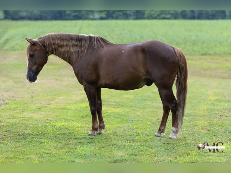 Poni cuarto de milla Caballo castrado 11 años Alazán-tostado in North Bloomfield