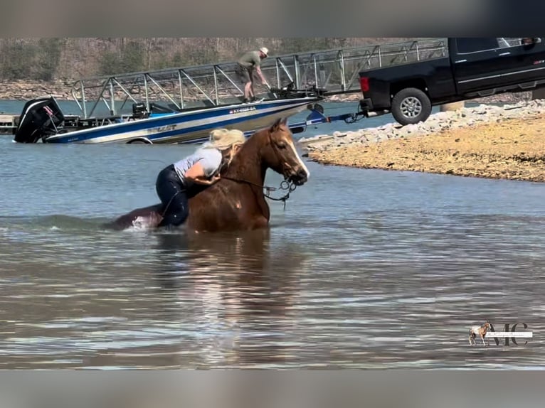 Poni cuarto de milla Caballo castrado 11 años Alazán-tostado in North Bloomfield