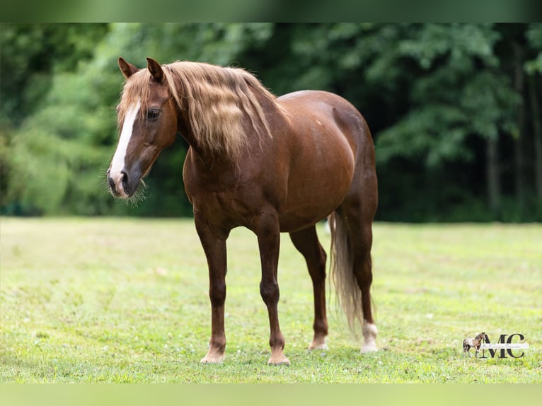 Poni cuarto de milla Caballo castrado 11 años Alazán-tostado in North Bloomfield