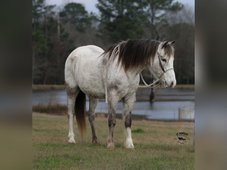 Poni cuarto de milla Caballo castrado 12 años 122 cm in Carthage, TX