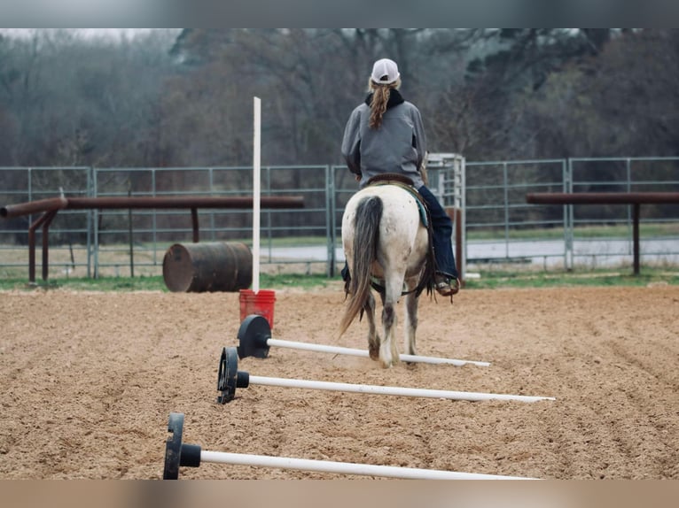 Poni cuarto de milla Caballo castrado 12 años 122 cm in Carthage, TX