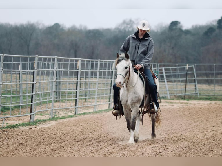 Poni cuarto de milla Caballo castrado 12 años 122 cm in Carthage, TX