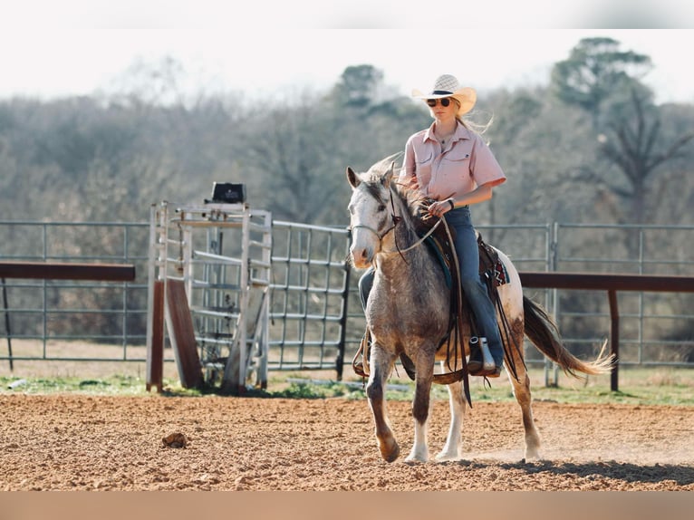 Poni cuarto de milla Caballo castrado 12 años 122 cm in Carthage, TX