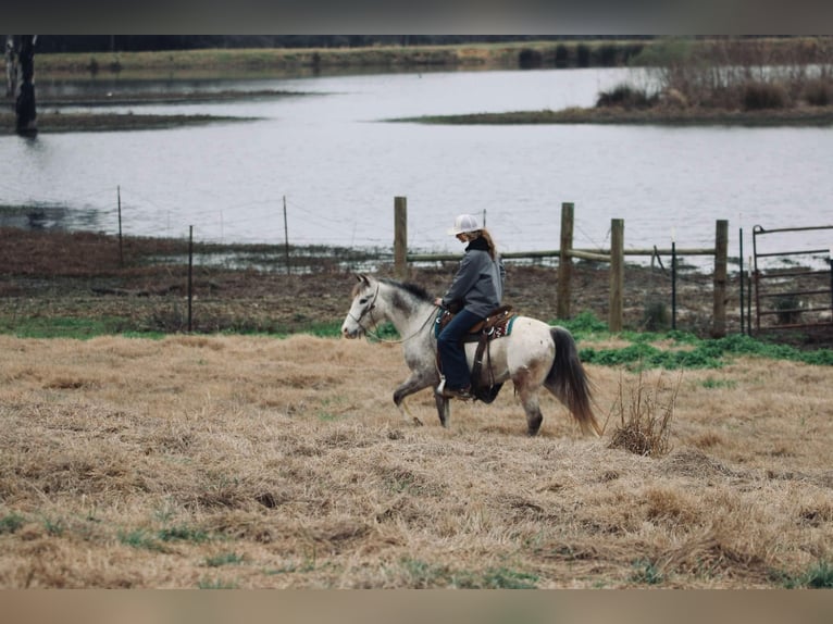 Poni cuarto de milla Caballo castrado 12 años 122 cm in Carthage, TX